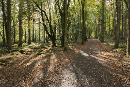 Woodland walks and loops