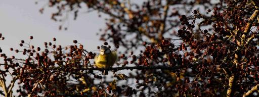 Bird-watching & Nature Reserve