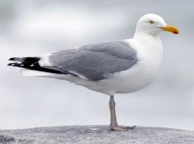 Birdwatching