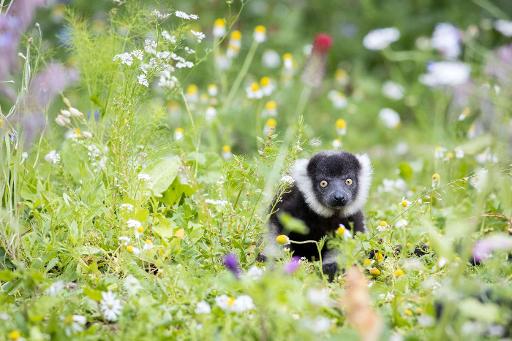 Walk Among Free-Roaming Animals