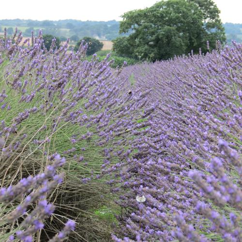Wander the lavender fields