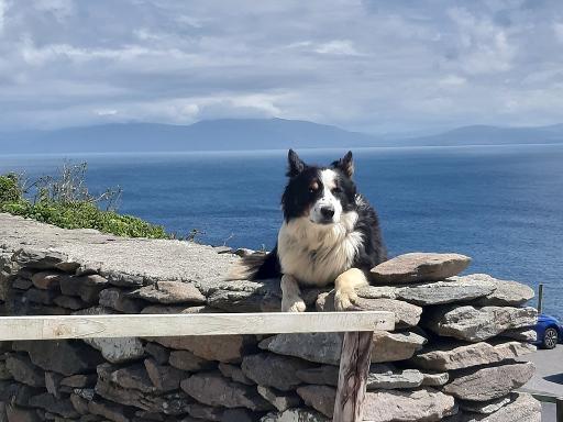Sheepdog Demonstrations