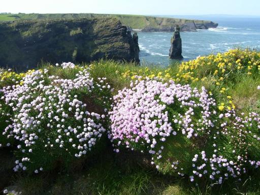 Wildlife & Wildflower Watching