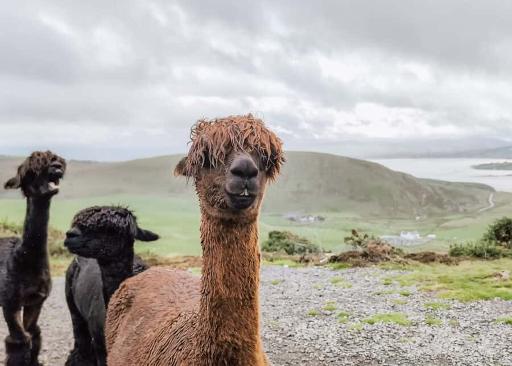 Meet the Herd