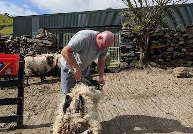 Sheep shearing demonstration