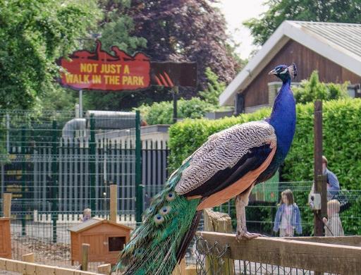 Mini-Wildlife Farm