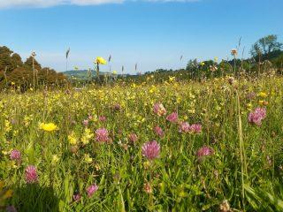 Explore the Wildflower Meadows