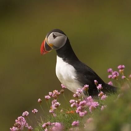 Birdwatching & Wildflowers