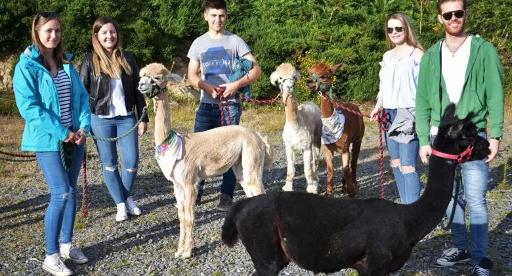 Alpaca & Prosecco Trek