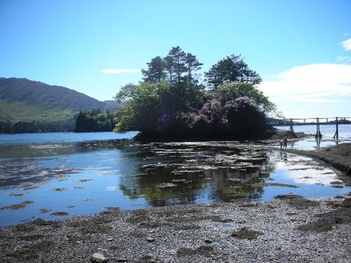 Rare rhododendrons and exotic plants