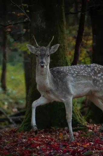 Wildlife watching