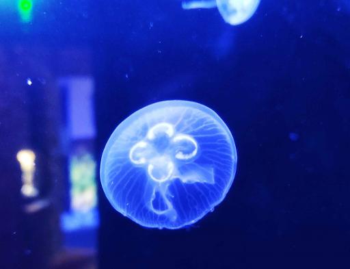 Guided Aquarium Tour