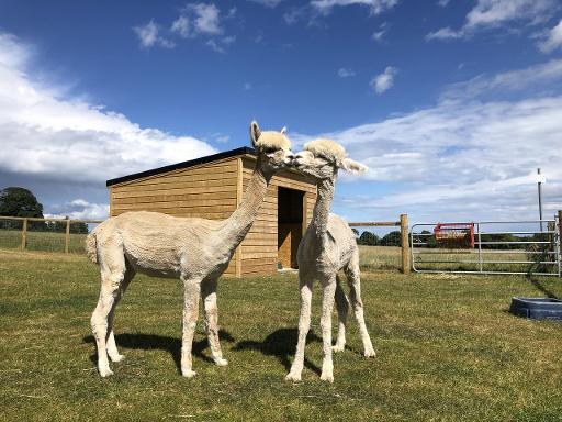 Meet the Farm Animals
