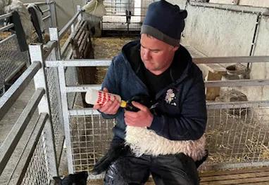 Bottle-feeding lambs