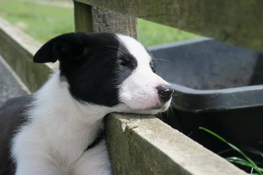 Border Collie puppies