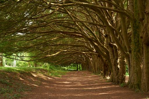The Yew Walk & Wilderness Woodland