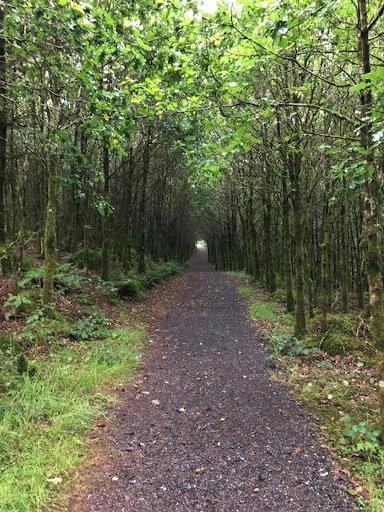 People's Millennium Forest