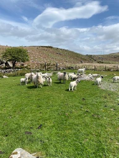 Meet the Lambs