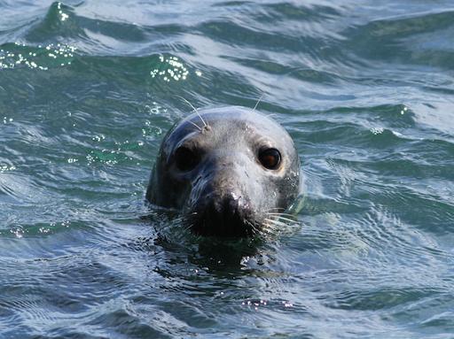 Seabird & Coastal Wildlife