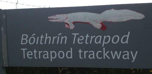 View the Tetrapod Trackway