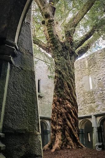 The Ancient Yew Tree & Cloister
