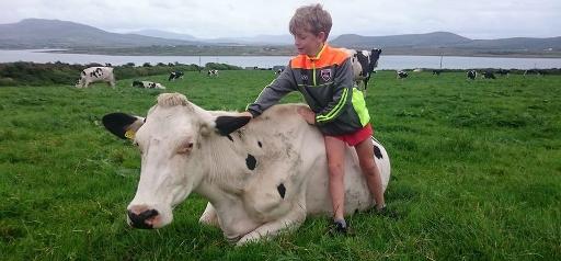 Farmhouse dairy visitor experience