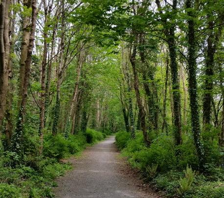 Walk the Woodland Trails
