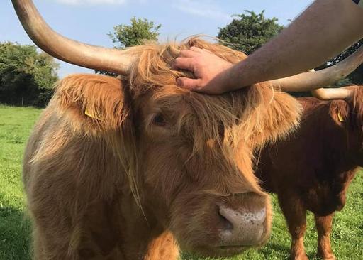 Meet & Feed the Animals
