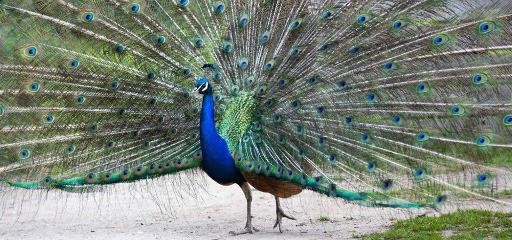 Explore Fota House & Gardens