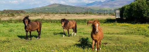 Meet the Kerry Bog Ponies