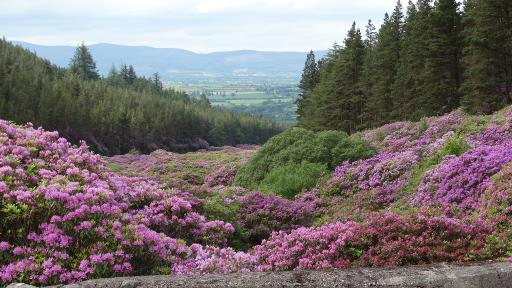 Rhododendron Bloom
