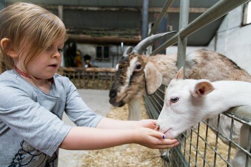 Animal Petting at Jolly Barn