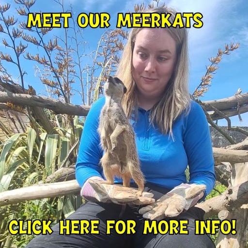 The Meerkat Experience