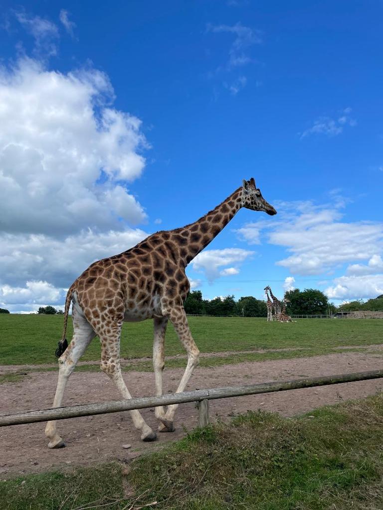 Fota Wildlife Park photo 2