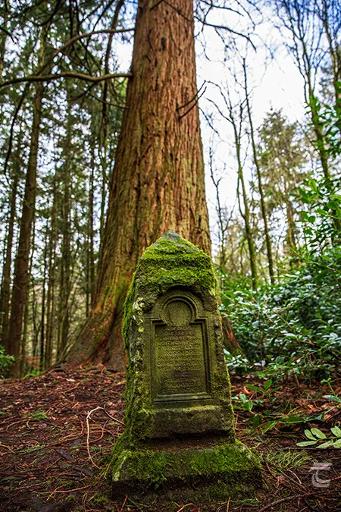 Heritage trees and wildlife