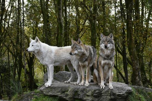 Watch the Wolves