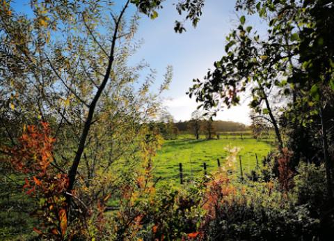 Circular lakeside walk