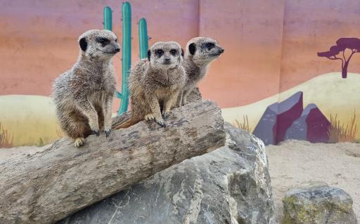Meet the Animals