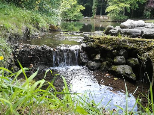 Duck pond and wildlife