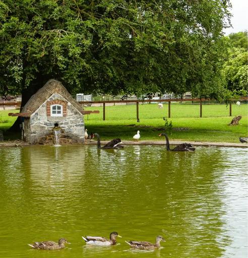 Pond & Aviary