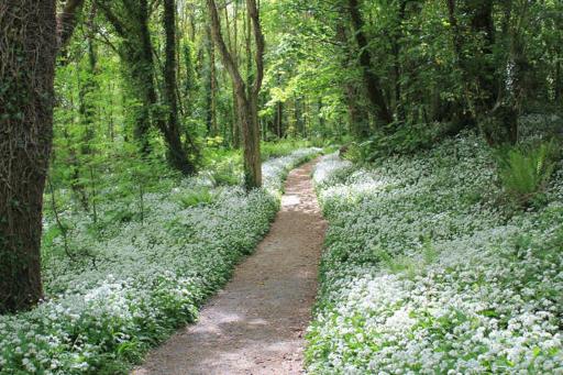 Walk the Tintern Trails