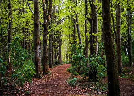 Walking Trails