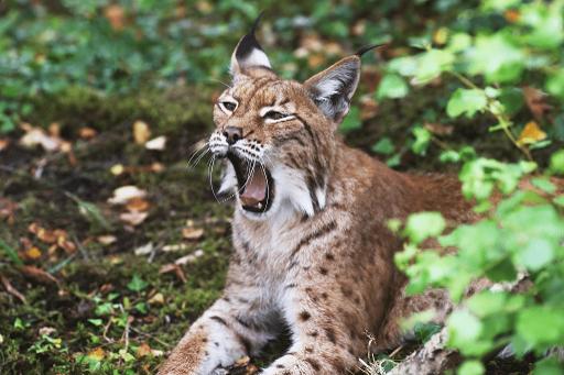Meet the Lynx