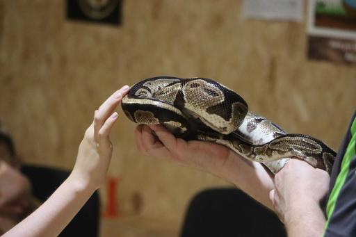 Hourly Animal Encounters