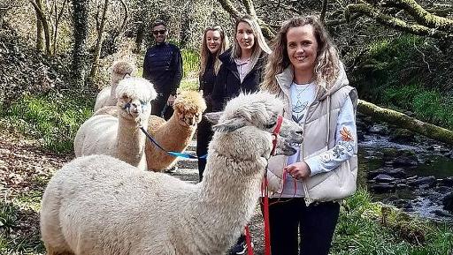 Guided Alpaca Walk
