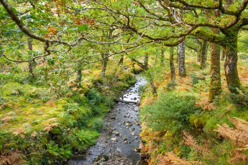 Watch for salmon and sea trout
