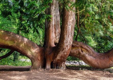 Great Trees & Arboretums
